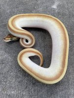butterenchistripefemale1.jpg