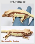 Kit Kat (2020-05).jpg