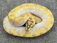 pastelbuttersuperenchighostfemale.jpg