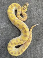pastelbuttersuperenchighostfemale1.jpg