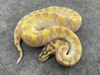 pastelbuttersuperenchighostfemale2.jpg