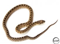 HetAlbinoWhitesidedPacificM1 (1 of 1).jpg