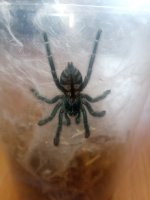 versicolor.jpg