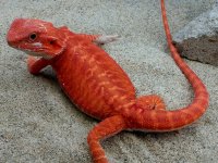 Leather Hypo Trans Male #3-R, 11in, $600 - Copy.jpg