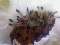 avicularia variegata slings 1.jpg