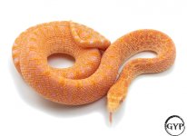 RedAlbinoBullF3 (1 of 1).jpg