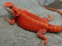 Hypo Trans male #7-M, 12in, $550 - Copy.jpg