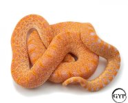RedAlbinoBullF4 (1 of 1).jpg