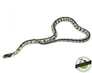 reverse-stripe-banana-california-kingsnake-for-sale.jpg