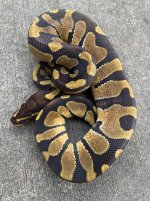 chocolateenchimale1.jpg