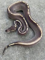 ghimojavecalico1.jpg
