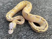 superpastelsuperstripemale.jpg