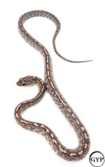 AneryTesseraM1.jpg
