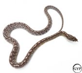 AneryTesseraM2.jpg