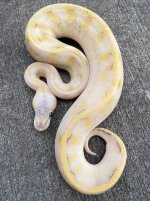 pastelenchimimosamale1.jpg
