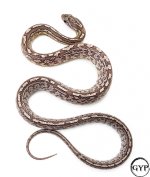AneryTesseraM4.jpg