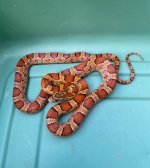 IMG_2762.jpg