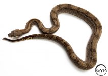 BccHogIslandCrossM2-1.jpg