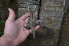 DSC_0461.jpg