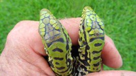 hatc hand a.jpg