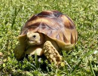 sulcata 3.jpg