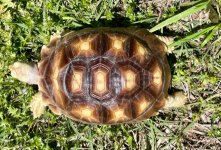 sulcata 2.jpg