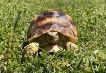 sulcata 1.jpg