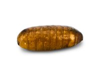 house_fly_pupae_josh_s_frogs_2.jpg