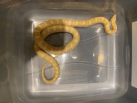 Sulfer Axanthic 4.jpeg