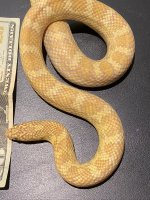 Sulfer Axanthic 1.jpeg