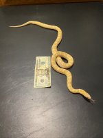 Sulfer Axanthic 2.jpeg