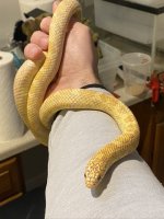 Sulfer Axanthic 3.jpeg
