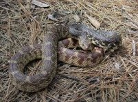 Louisiana Pine Snake.jpg