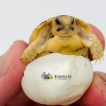 egyptian-tortoise-for-sale-1-450x450.jpg