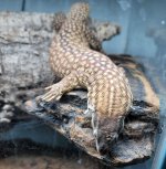 Yellow Ackie 2.jpg