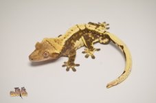 WHITEWALL HARLEQUIN CRESTED GECKO1.jpg