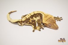 WHITEWALL HARLEQUIN CRESTED GECKO.jpg