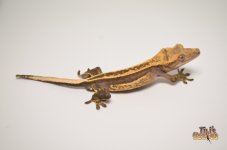 SUPERSTRIPE LINE QUADSTRIPE CRESTED GECKO1.jpg