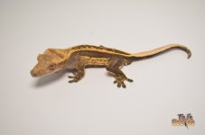 SUPERSTRIPE LINE QUADSTRIPE CRESTED GECKO.jpg