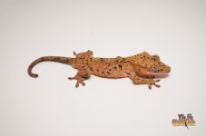 80D3640ORANGE TIGER SUPER DALMATIAN CRESTED GECKO2-076C-48FD-9E5C-498B64AC8BFA_1024x1024.jpg