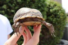 Three toed box turtle .jpg