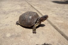 Three toedd box turtle .jpg