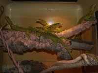 YellowTreeMonitor.jpg