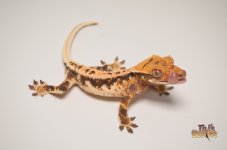 TRICOLOR HARLEQUIN LILLY WHITE CRESTED GECKO.jpg