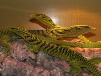 YellowTreeMonitor2.jpg