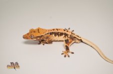 TRICOLOR HARLEQUIN LILLY WHITE CRESTED GECKO1.jpg