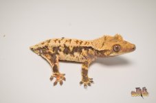 HARLEQUIN LILLY WHITE CRESTED GECKO1.jpg