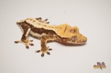 PINSTRIPE LILLY WHITE CRESTED GECKO.jpg