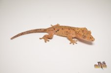 ORANGE TIGER DALMATIAN CRESTED GECKO.jpg