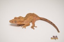 ORANGE TIGER DALMATIAN CRESTED GECKO1.jpg